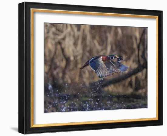 USA, Washington State. Adult male Wood Ducks (Aix Sponsa) taking flight over a marsh.-Gary Luhm-Framed Photographic Print