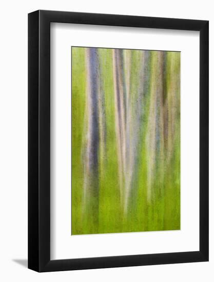 USA, Washington State. Alder Tree Abstract-Don Paulson-Framed Photographic Print
