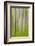 USA, Washington State. Alder Tree Abstract-Don Paulson-Framed Photographic Print