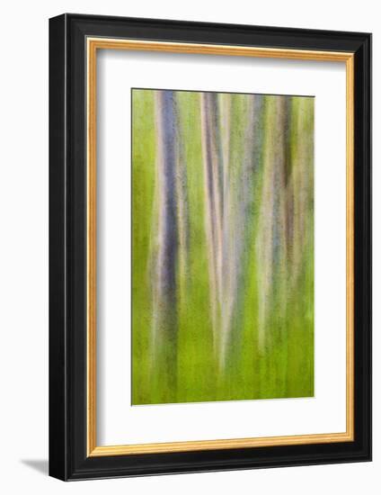 USA, Washington State. Alder Tree Abstract-Don Paulson-Framed Photographic Print