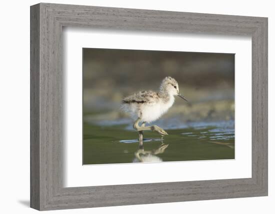 USA, Washington State. American Avocet chick forages along a lakeshore-Gary Luhm-Framed Photographic Print