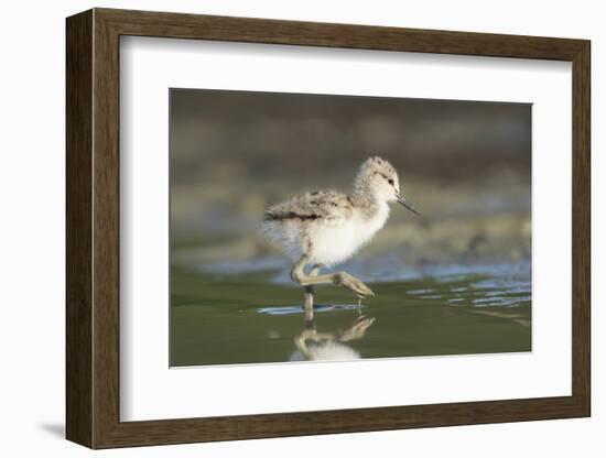 USA, Washington State. American Avocet chick forages along a lakeshore-Gary Luhm-Framed Photographic Print