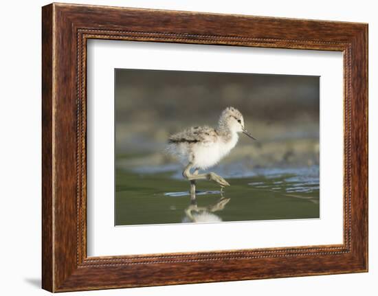 USA, Washington State. American Avocet chick forages along a lakeshore-Gary Luhm-Framed Photographic Print