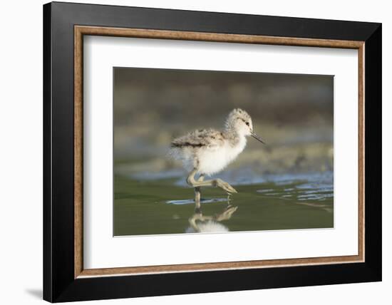 USA, Washington State. American Avocet chick forages along a lakeshore-Gary Luhm-Framed Photographic Print