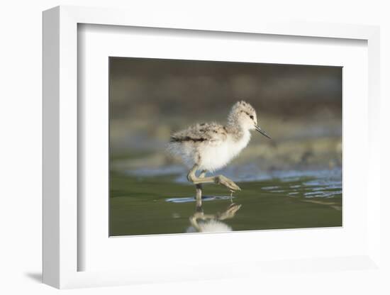USA, Washington State. American Avocet chick forages along a lakeshore-Gary Luhm-Framed Photographic Print