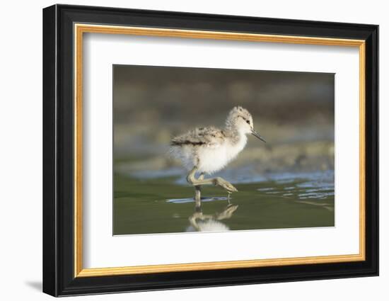 USA, Washington State. American Avocet chick forages along a lakeshore-Gary Luhm-Framed Photographic Print