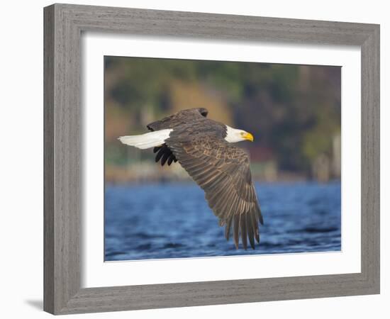 USA, Washington State. An adult Bald Eagle flies low over water on Lake Washington-Gary Luhm-Framed Photographic Print