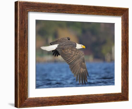 USA, Washington State. An adult Bald Eagle flies low over water on Lake Washington-Gary Luhm-Framed Photographic Print