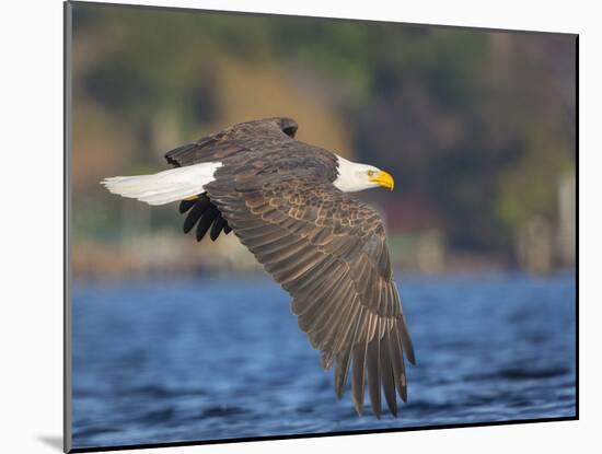 USA, Washington State. An adult Bald Eagle flies low over water on Lake Washington-Gary Luhm-Mounted Photographic Print