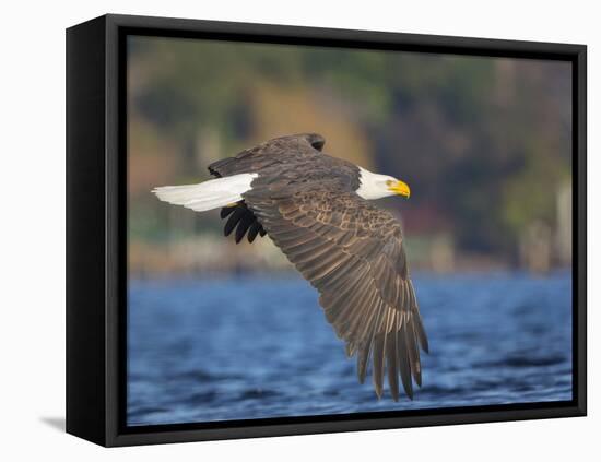 USA, Washington State. An adult Bald Eagle flies low over water on Lake Washington-Gary Luhm-Framed Premier Image Canvas