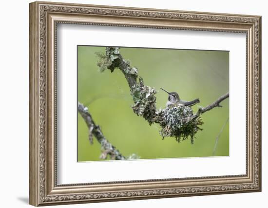 USA. Washington State. Anna's Hummingbird broods her young chicks in a cup nest.-Gary Luhm-Framed Photographic Print