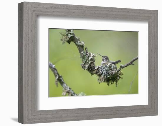 USA. Washington State. Anna's Hummingbird broods her young chicks in a cup nest.-Gary Luhm-Framed Photographic Print