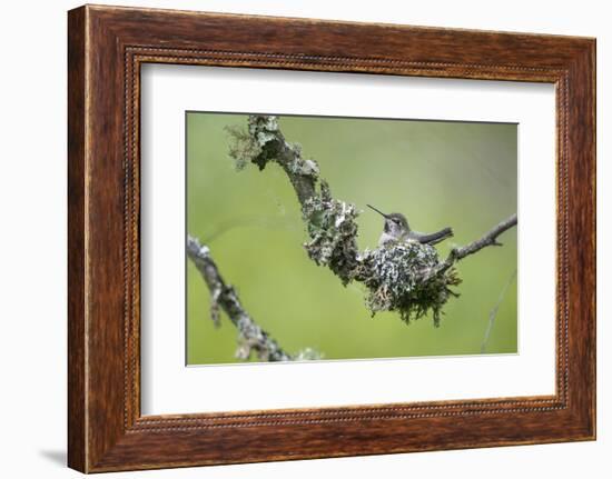 USA. Washington State. Anna's Hummingbird broods her young chicks in a cup nest.-Gary Luhm-Framed Photographic Print