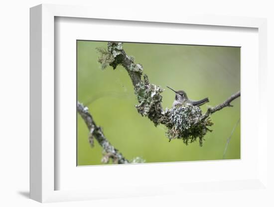 USA. Washington State. Anna's Hummingbird broods her young chicks in a cup nest.-Gary Luhm-Framed Photographic Print