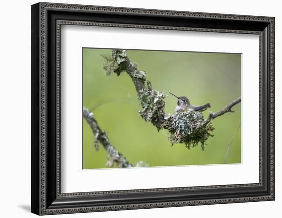 USA. Washington State. Anna's Hummingbird broods her young chicks in a cup nest.-Gary Luhm-Framed Photographic Print