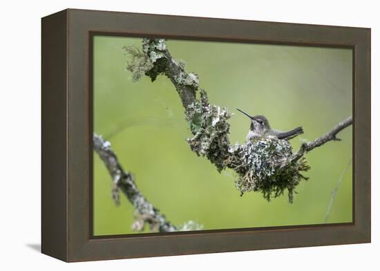 USA. Washington State. Anna's Hummingbird broods her young chicks in a cup nest.-Gary Luhm-Framed Premier Image Canvas