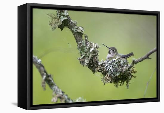 USA. Washington State. Anna's Hummingbird broods her young chicks in a cup nest.-Gary Luhm-Framed Premier Image Canvas