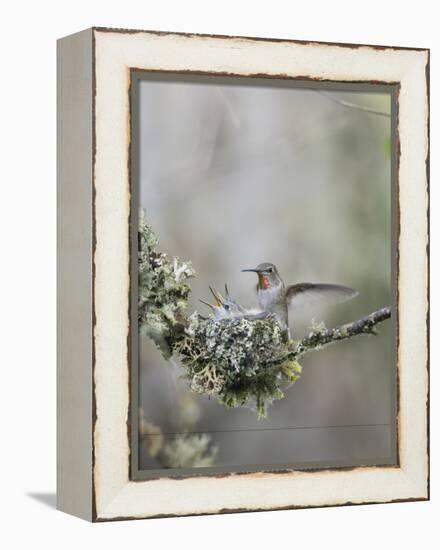 USA. Washington State. Anna's Hummingbird lands at cup nest with chicks.-Gary Luhm-Framed Premier Image Canvas