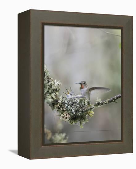 USA. Washington State. Anna's Hummingbird lands at cup nest with chicks.-Gary Luhm-Framed Premier Image Canvas