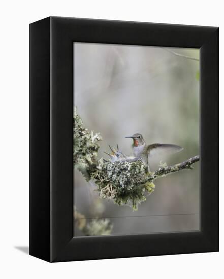 USA. Washington State. Anna's Hummingbird lands at cup nest with chicks.-Gary Luhm-Framed Premier Image Canvas