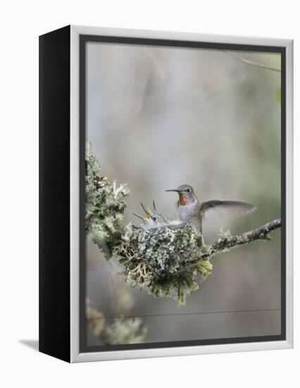 USA. Washington State. Anna's Hummingbird lands at cup nest with chicks.-Gary Luhm-Framed Premier Image Canvas