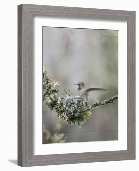 USA. Washington State. Anna's Hummingbird lands at cup nest with chicks.-Gary Luhm-Framed Photographic Print