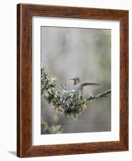 USA. Washington State. Anna's Hummingbird lands at cup nest with chicks.-Gary Luhm-Framed Photographic Print