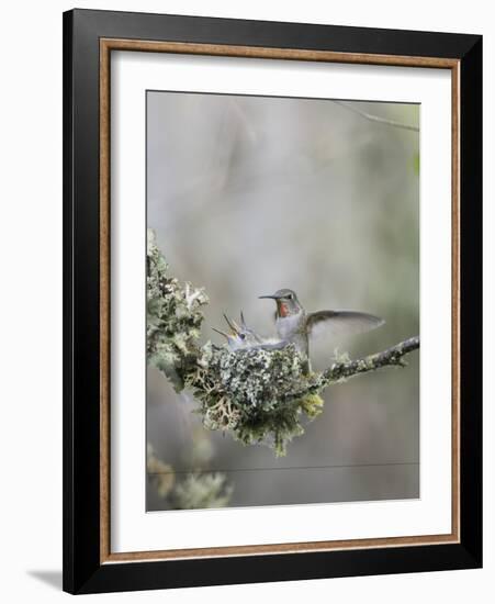 USA. Washington State. Anna's Hummingbird lands at cup nest with chicks.-Gary Luhm-Framed Photographic Print