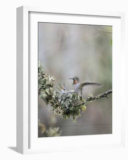 USA. Washington State. Anna's Hummingbird lands at cup nest with chicks.-Gary Luhm-Framed Photographic Print