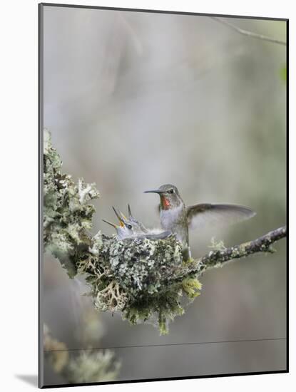 USA. Washington State. Anna's Hummingbird lands at cup nest with chicks.-Gary Luhm-Mounted Photographic Print
