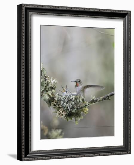 USA. Washington State. Anna's Hummingbird lands at cup nest with chicks.-Gary Luhm-Framed Photographic Print