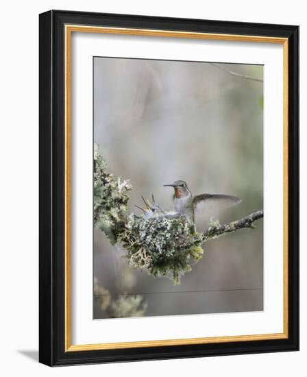 USA. Washington State. Anna's Hummingbird lands at cup nest with chicks.-Gary Luhm-Framed Photographic Print