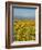 USA, Washington State. Arrowleaf balsamroot and lupine with Mount Hood in background-Terry Eggers-Framed Photographic Print