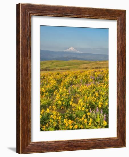 USA, Washington State. Arrowleaf balsamroot and lupine with Mount Hood in background-Terry Eggers-Framed Photographic Print