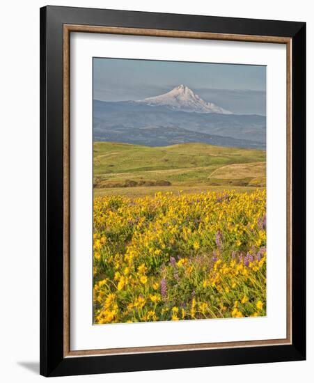 USA, Washington State. Arrowleaf balsamroot and lupine with Mount Hood in background-Terry Eggers-Framed Photographic Print