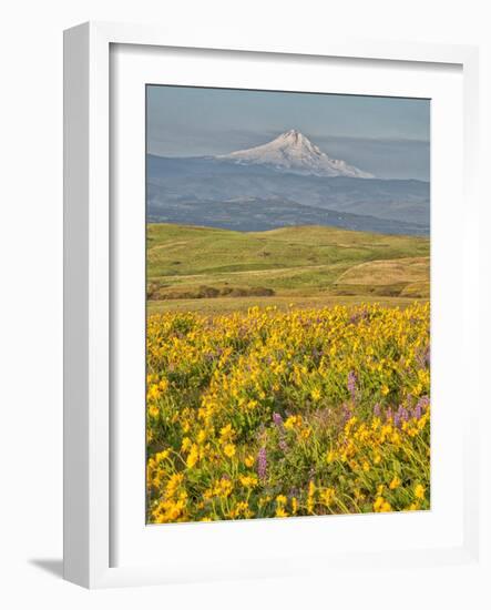 USA, Washington State. Arrowleaf balsamroot and lupine with Mount Hood in background-Terry Eggers-Framed Photographic Print