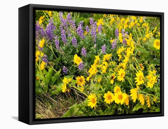 USA, Washington State. Arrowleaf balsamroot and lupine-Terry Eggers-Framed Premier Image Canvas