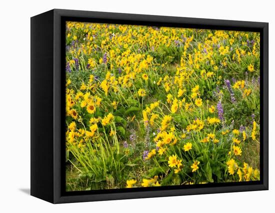 USA, Washington State. Arrowleaf balsamroot and lupine-Terry Eggers-Framed Premier Image Canvas