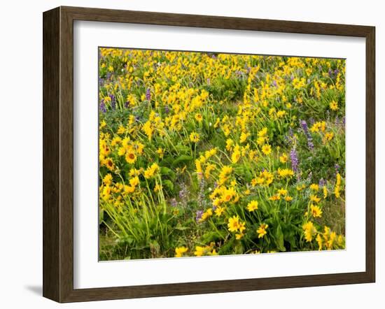 USA, Washington State. Arrowleaf balsamroot and lupine-Terry Eggers-Framed Photographic Print