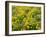 USA, Washington State. Arrowleaf balsamroot and lupine-Terry Eggers-Framed Photographic Print