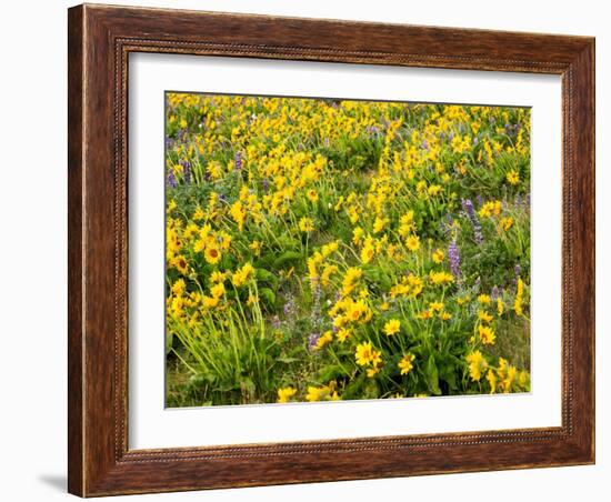 USA, Washington State. Arrowleaf balsamroot and lupine-Terry Eggers-Framed Photographic Print