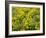 USA, Washington State. Arrowleaf balsamroot and lupine-Terry Eggers-Framed Photographic Print