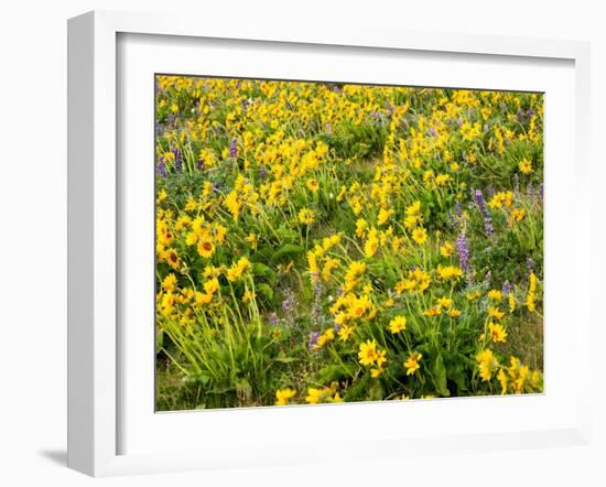 USA, Washington State. Arrowleaf balsamroot and lupine-Terry Eggers-Framed Photographic Print