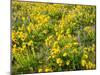 USA, Washington State. Arrowleaf balsamroot and lupine-Terry Eggers-Mounted Photographic Print