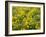 USA, Washington State. Arrowleaf balsamroot and lupine-Terry Eggers-Framed Photographic Print