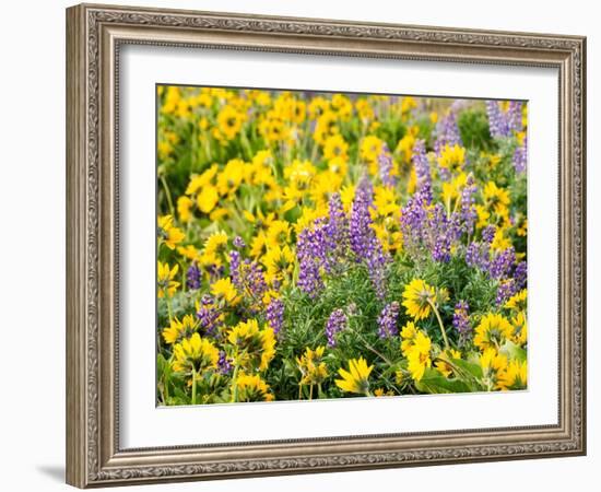 USA, Washington State. Arrowleaf balsamroot and lupine-Terry Eggers-Framed Photographic Print