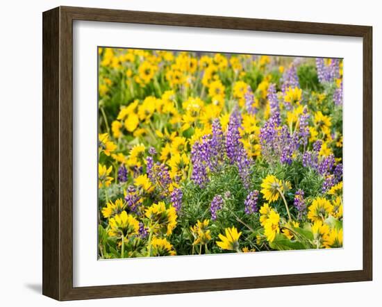 USA, Washington State. Arrowleaf balsamroot and lupine-Terry Eggers-Framed Photographic Print