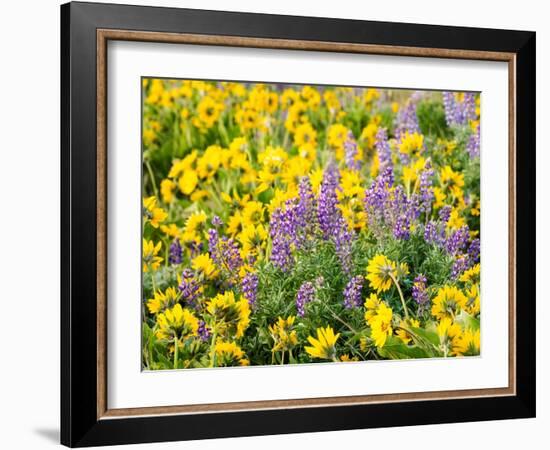 USA, Washington State. Arrowleaf balsamroot and lupine-Terry Eggers-Framed Photographic Print