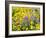 USA, Washington State. Arrowleaf balsamroot and lupine-Terry Eggers-Framed Photographic Print