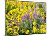 USA, Washington State. Arrowleaf balsamroot and lupine-Terry Eggers-Mounted Photographic Print